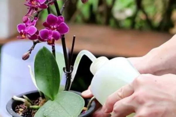 蝴蝶兰的开花时间，花期在每年的4-6月份