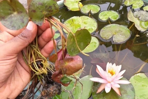 睡莲的种植方法，先将小苗的老根或烂根全部剪去