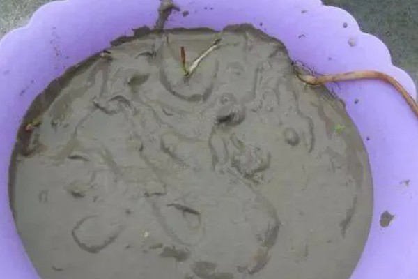 睡莲的种植方法，先将小苗的老根或烂根全部剪去