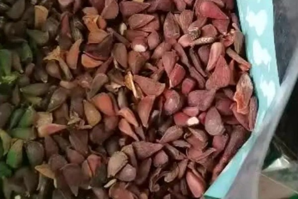 木瓜籽在什么季节种，一般在春季种