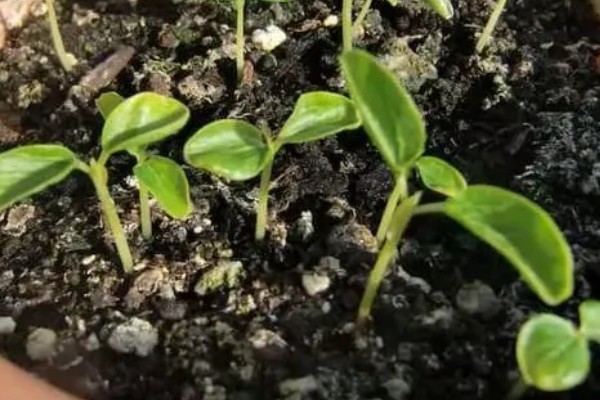 木瓜籽在什么季节种，一般在春季种