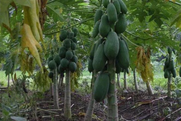 木瓜籽在什么季节种，一般在春季种