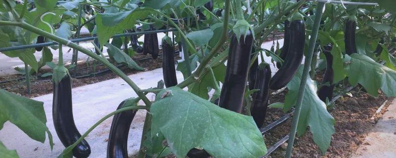 七月的时令蔬菜有哪些，有黄瓜、西红柿等