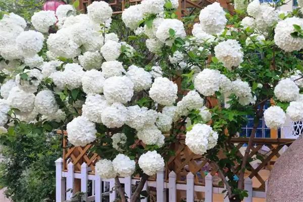 白色绣球花的花语，花语是希望