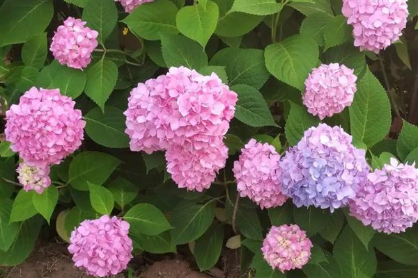 白色绣球花的花语，花语是希望