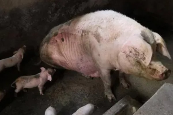 母猪产后三四天不排便是不是正常现象，产后数天不排便一般是便秘引起