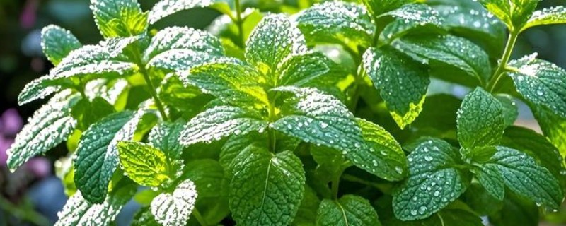 薄荷的种植方法，春季或秋季进行播种