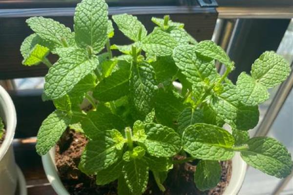 薄荷的种植方法，春季或秋季进行播种