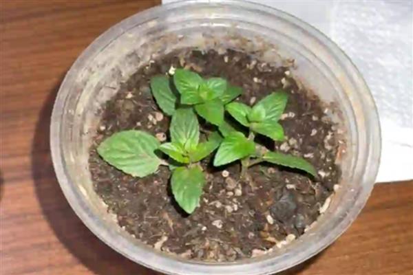 薄荷的种植方法，春季或秋季进行播种