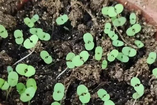 薄荷的种植方法，春季或秋季进行播种