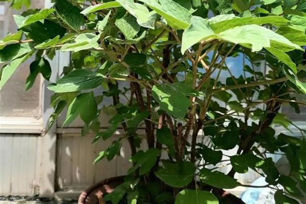 牡丹叶子枯了怎么处理，需减少浇水