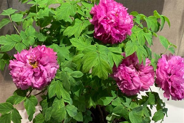 牡丹叶子枯了怎么处理，需减少浇水