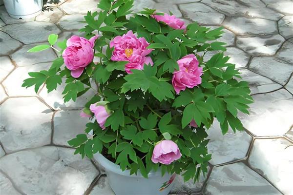 牡丹叶子枯了怎么处理，需减少浇水