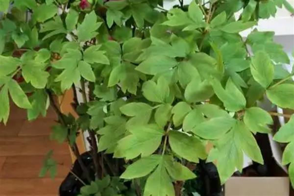 牡丹叶子枯了怎么处理，需减少浇水