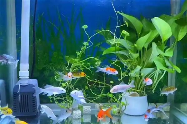 鱼缸里的水怎么抽出来,可以用专门的水泵