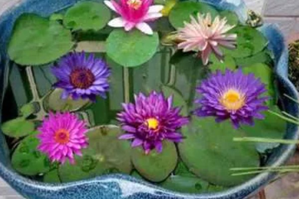 睡莲水养的方法，喜欢在干净清洁的水质中生长
