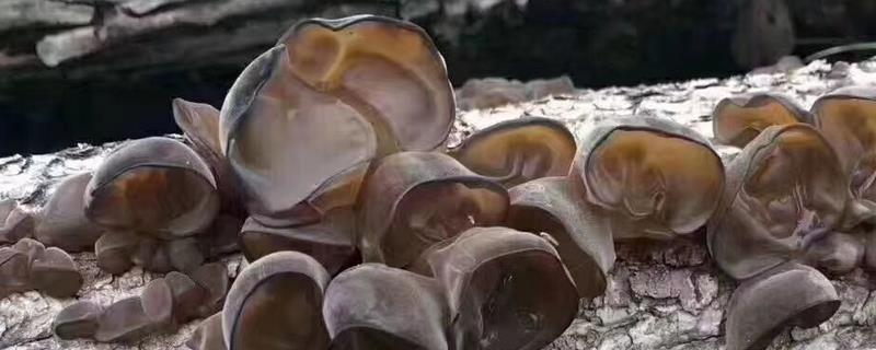 在农村种植什么赚钱，推荐水生竹叶菜、中药材等