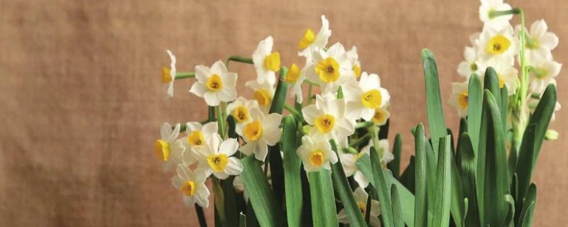 中国水仙花的花语是什么,寓意多情、自恋等