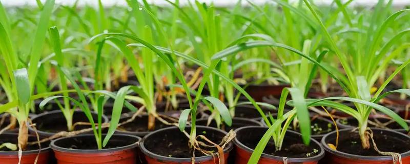 兰花的栽种方法，种植前先浸种10-20分钟