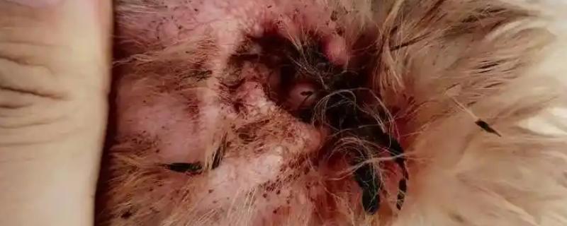 狗狗长耳螨的原因，一般是接触感染