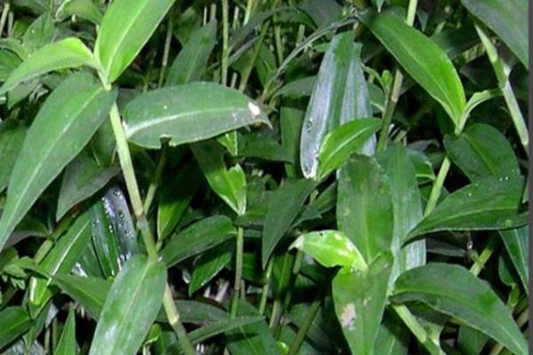 在农村种植什么赚钱，推荐水生竹叶菜、中药材等