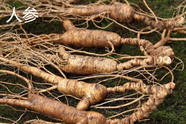 在农村种植什么赚钱，推荐水生竹叶菜、中药材等