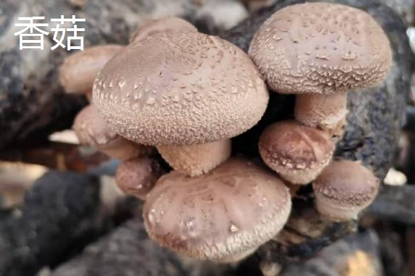 在农村种植什么赚钱，推荐水生竹叶菜、中药材等
