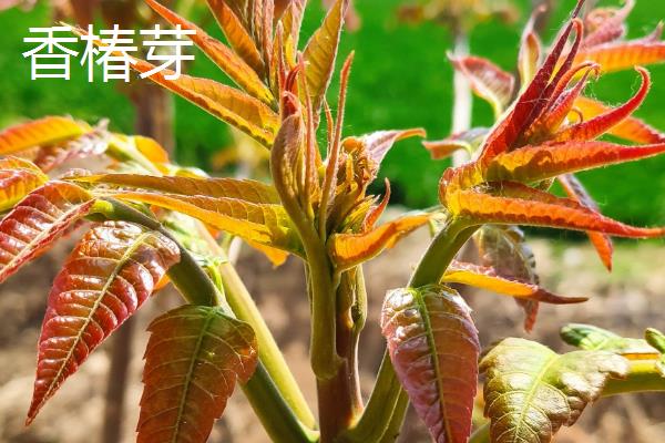 在农村种植什么赚钱，推荐水生竹叶菜、中药材等