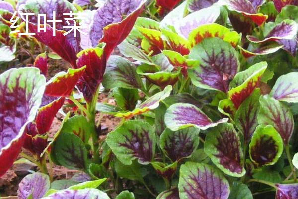 在农村种植什么赚钱，推荐水生竹叶菜、中药材等