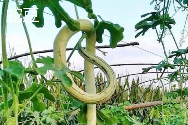 在农村种植什么赚钱，推荐水生竹叶菜、中药材等