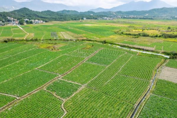 在农村种植什么赚钱，推荐水生竹叶菜、中药材等