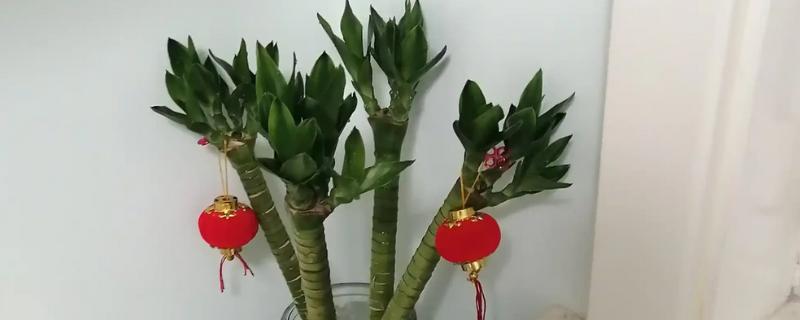 龙竹发黄如何解决，因水质差所致需每隔一周换一次水