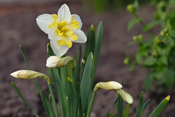 中国水仙花的花语是什么，寓意多情、自恋等