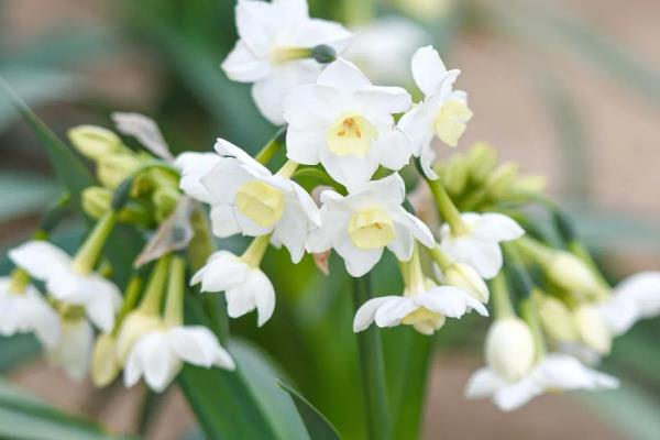 中国水仙花的花语是什么，寓意多情、自恋等