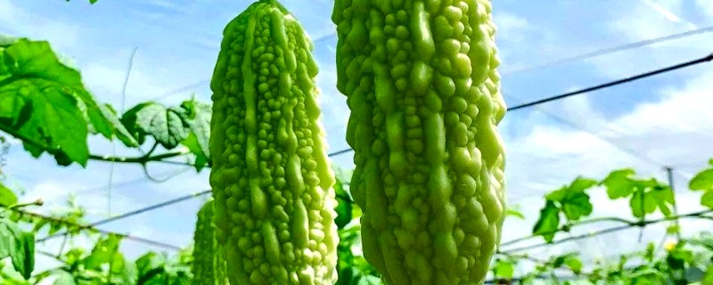 苦瓜打农药过重如何处理，可反复冲洗植株的叶片