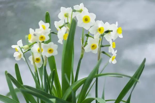 中国水仙花的花语是什么，寓意多情、自恋等