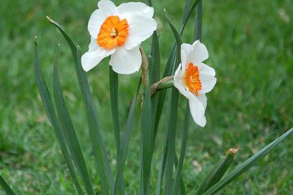 中国水仙花的花语是什么，寓意多情、自恋等