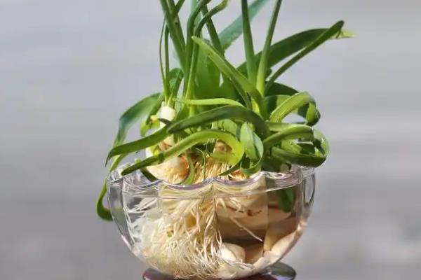 中国水仙花的花语是什么，寓意多情、自恋等