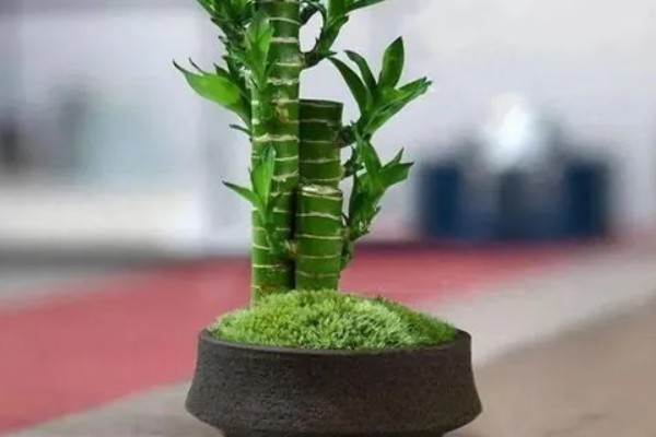 龙竹发黄如何解决，因水质差所致需每隔一周换一次水