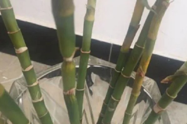 龙竹发黄如何解决，因水质差所致需每隔一周换一次水