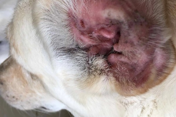 狗狗长耳螨的原因，一般是接触感染