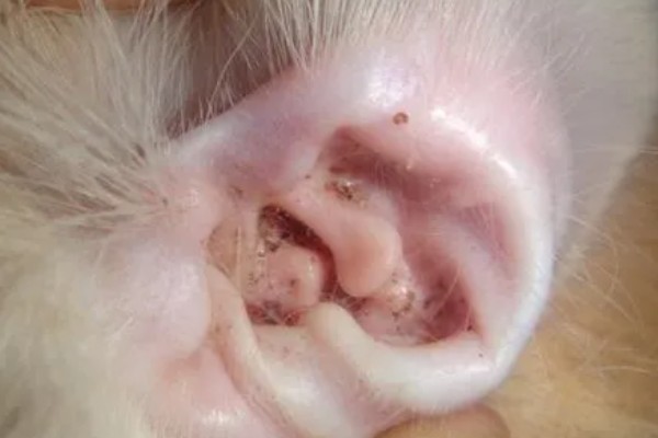 狗狗长耳螨的原因，一般是接触感染