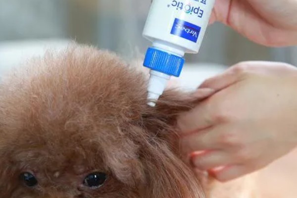 狗狗长耳螨的原因，一般是接触感染