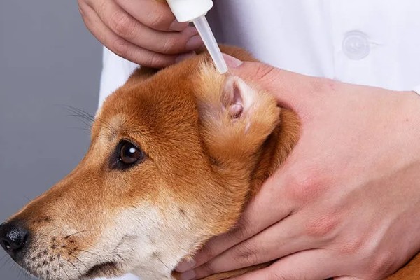 狗狗长耳螨的原因，一般是接触感染