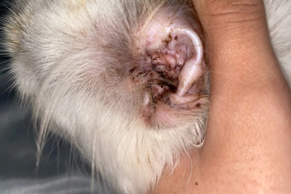 狗狗长耳螨的原因，一般是接触感染