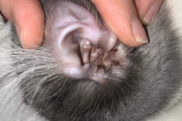 狗狗长耳螨的原因，一般是接触感染