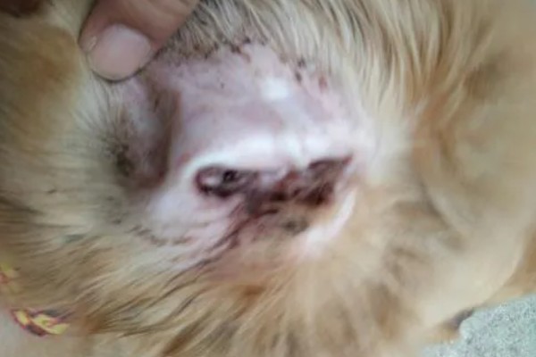 狗狗长耳螨的原因，一般是接触感染