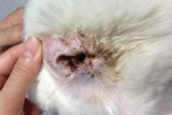 狗狗长耳螨的原因，一般是接触感染
