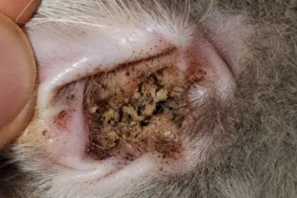 狗狗长耳螨的原因，一般是接触感染