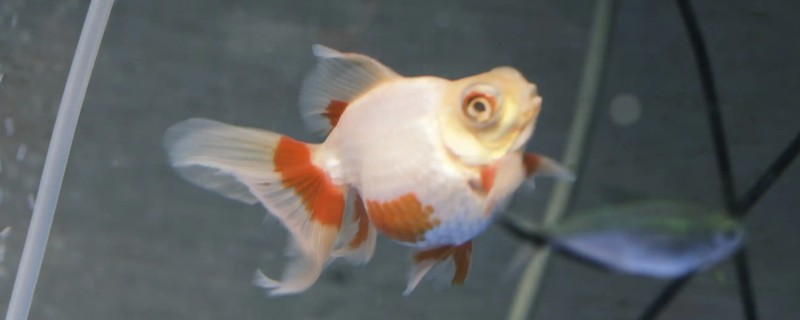 玛瑙眼好不好养，养殖难度挺高